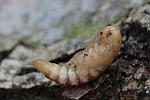 Mehlkfer (Tenebrio molitor)