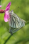 Rapsweiling (Pieris napi)