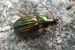 Goldlaufkfer (Carabus auratus)