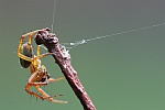 Krbisspinne (Araniella cucurbitunis)