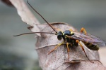 Banchus pictus (Banchus pictus)