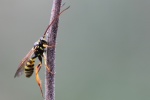 Banchus pictus (Banchus pictus)