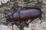 Mehlkfer (Tenebrio molitor)