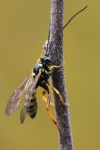 Banchus pictus (Banchus pictus)