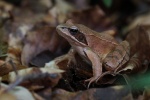 Springfrosch (Rana dalmatina)