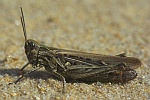 Biguttulus-Gruppe (Gruppe biguttulus)