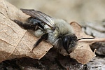 Weidensandbiene (Andrena vaga)