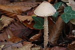 Gelbflockiger Wollstiel-Schirmling (Lepiota magnispora)