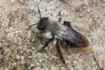 Weidensandbiene (Andrena vaga)