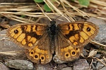 Mauerfuchs (Lasiommata megera)