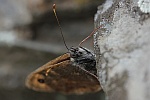 Mauerfuchs (Lasiommata megera)
