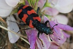 Zottiger Bienenkfer (Trichodes alvearius)