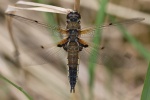 Vierfleck (Libellula quadrimaculata)