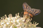 Wanzenfliege (Phasia hemiptera)