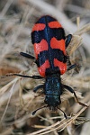 Zottiger Bienenkfer (Trichodes alvearius)
