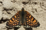 Wegerich-Scheckenfalter (Melitaea cinxia)