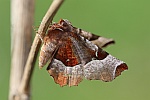 Violettbrauner Mondfleckspanner (Selenia tetralunaria)