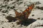 Wegerich-Scheckenfalter (Melitaea cinxia)