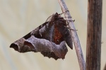 Violettbrauner Mondfleckspanner (Selenia tetralunaria)