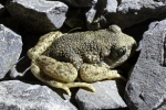 Geburtshelferkrte (Alytes obstetricans)