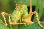 Grnes Heupferd (Tettigonia viridissima)