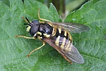 Gemeine Wespenschwebfliege (Chrysotoxum cautum)