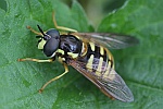 Gemeine Wespenschwebfliege (Chrysotoxum cautum)