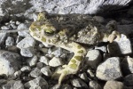 Wechselkrte (Bufo viridis)