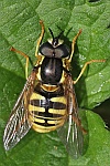 Gemeine Wespenschwebfliege (Chrysotoxum cautum)