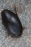 Ilybius ater (Ilybius ater)