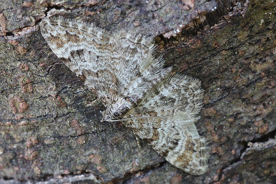 Rotgeb�nderter Bl�tenspanner (Gymnoscelis rufifasciata)