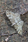 Rotgeb�nderter Bl�tenspanner (Gymnoscelis rufifasciata)