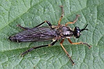 Hcker-Habichtsfliege (Dioctria rufipes)