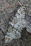 Rotgeb�nderter Bl�tenspanner (Gymnoscelis rufifasciata)