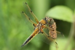 Vierfleck (Libellula quadrimaculata)