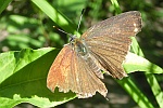 Eichenzipfelfalter (Neozephyrus quercus)
