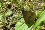 Eichenzipfelfalter (Neozephyrus quercus)