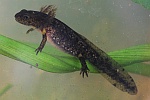 Feuersalamander (Salamandra salamandra) - Larve
