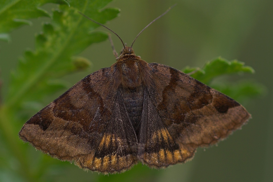 Naturspektrum Braune Tageule (Euclidia glyphica) - ArtenInfo