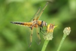 Vierfleck (Libellula quadrimaculata)