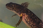 Feuersalamander (Salamandra salamandra) - Larve