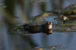 Rotbauchunke (Bombina bombina)