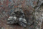 Dunkelgrauer Zahnspinner (Drymonia ruficornis)