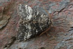 Dunkelgrauer Zahnspinner (Drymonia ruficornis)