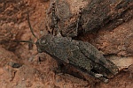Rotflügelige Ödlandschrecke (Oedipoda germanica)