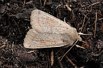 Rundfl�gel-K�tzcheneule (Orthosia cerasi)