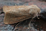 Rundfl�gel-K�tzcheneule (Orthosia cerasi)