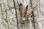 Gemeine Schnepfenfliege (Rhagio scolopaceus)