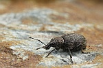 Luzerne Dickmaulrssler (Otiorhynchus ligustici)