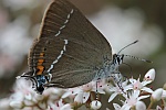 Kreuzdorn-Zipfelfalter (Satyrium spini)
